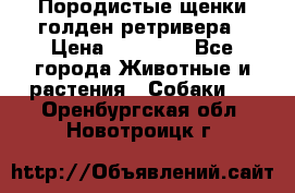 Породистые щенки голден ретривера › Цена ­ 25 000 - Все города Животные и растения » Собаки   . Оренбургская обл.,Новотроицк г.